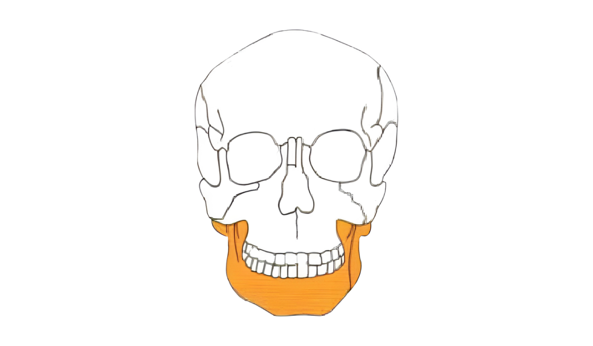 Mandible Plates